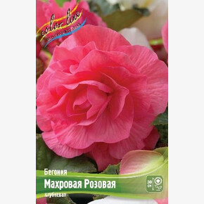 Бегония Махровая Розовая