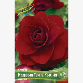 Бегония Махровая Темно-Красная
