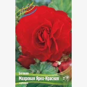 Бегония Махровая Ярко-Красная