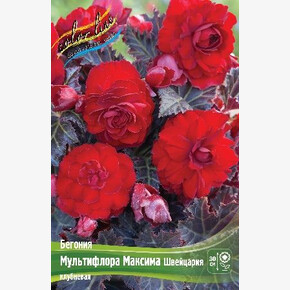 Бегония Мультифлора Максима Швейцария