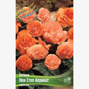 Бегония Нон Стоп Априкот