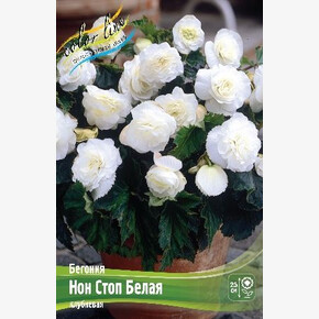 Бегония Нон Стоп Белая