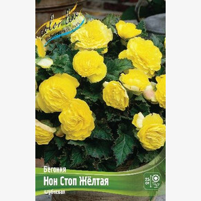 Бегония Нон Стоп Желтая