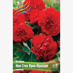 Бегония Нон Стоп Ярко-Красная