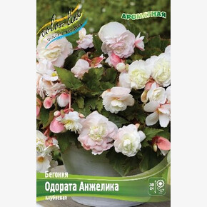 Бегония Одората Анжелика