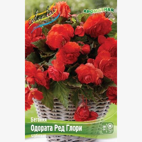 Бегония Одората Ред Глори