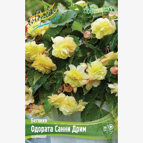 Бегония Одората Санни Дрим