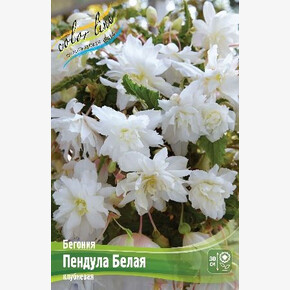 Бегония Пендула Белая