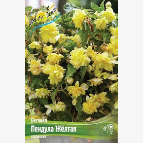 Бегония Пендула Желтая