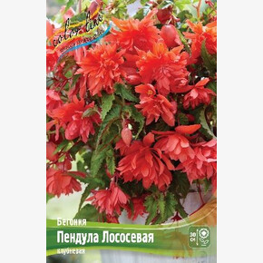 Бегония Пендула Лососевая