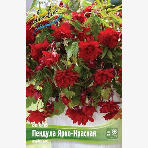 Бегония Пендула Ярко-Красная
