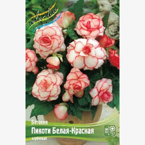 Бегония Пикоти Белая-Красная