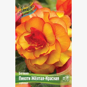 Бегония Пикоти Желтая-Красная