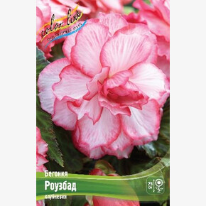 Бегония Роузбад