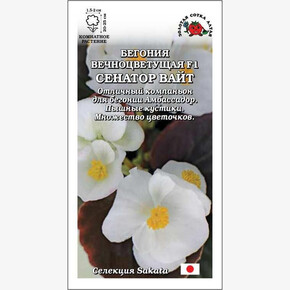 Бегония Сенатор Вайт/ Сотка