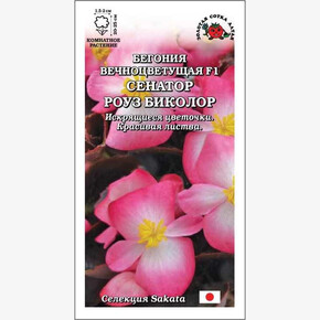 Бегония Сенатор Роуз Биколор/ Сотка
