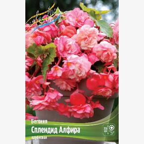 Бегония Сплендид Алфира