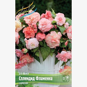 Бегония Сплендид Фламенка