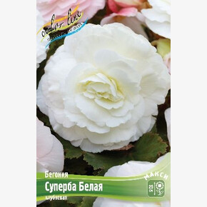 Бегония Суперба Белая