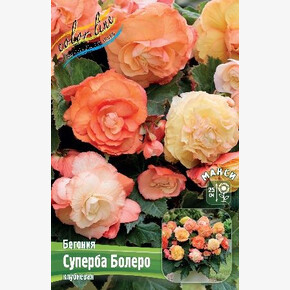 Бегония Суперба Болеро
