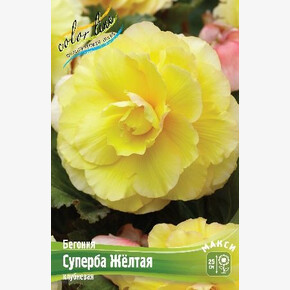 Бегония Суперба Желтая