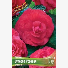 Бегония Суперба Розовая