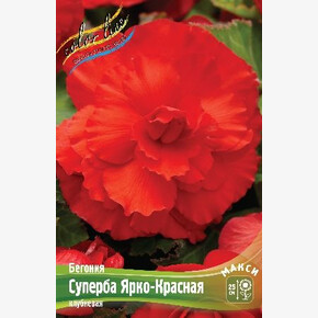 Бегония Суперба Ярко-Красная