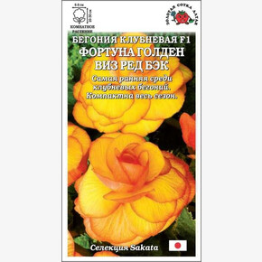 Бегония Фортуна F1 Голден виз Ред Бэк /Сотка/ 5шт/ клуб. h-30см d-8см