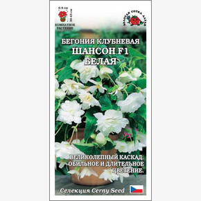 Бегония Шансон F1 белая /Сотка/ 5шт /*500 / НОВИНКА!
