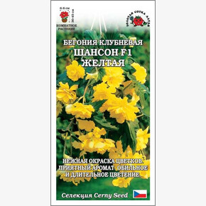Бегония Шансон F1 желтая /Сотка/ 5шт/*500 / НОВИНКА!