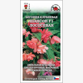 Бегония Шансон F1 Лососевая /Сотка/ 5шт/ клуб. ампел. h-45см d-8см/*500