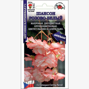 Бегония Шансон F1 розово-белая /Сотка/ 5шт/ клуб. ампел. h-45см d-8см/*500