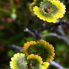 Берёза Голден Дрим P9