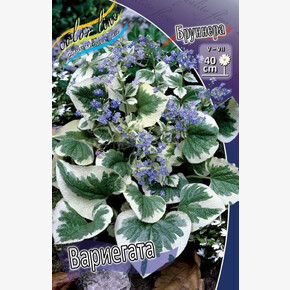 БРУННЕРА ВАРИЕГАТА