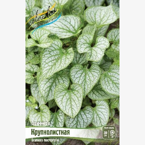 БРУННЕРА КРУПНОЛИСТНАЯ