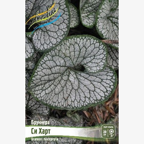 БРУННЕРА СИ ХАРТ