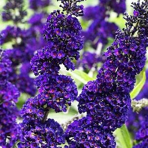 Буддлея Блэк Найт P9