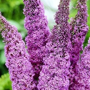 Буддлея Пинк Делайт P9