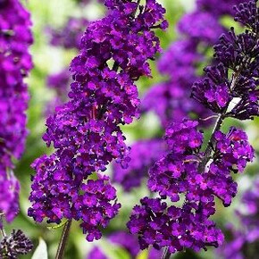 Буддлея Ройал Ред P9