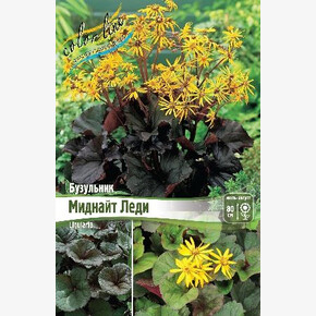 БУЗУЛЬНИК МИДНАЙТ ЛЕДИ