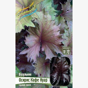 БУЗУЛЬНИК ОСИРИС КАФЕ НУАР