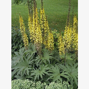 БУЗУЛЬНИК ПРЖЕВАЛЬСКОГО