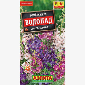 Вербаскум Водопад /Аэлита
