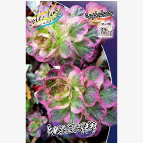 ВЕРБЕЙНИК АЛЕКСАНДЕР