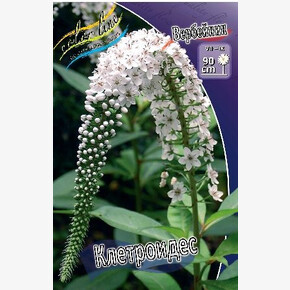 ВЕРБЕЙНИК КЛЕТРОИДЕС