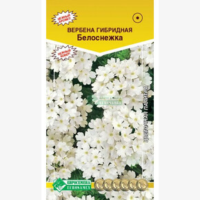 Вербена БЕЛОСНЕЖКА (20 шт)/ Евросемена