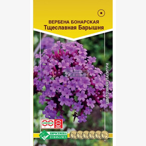 Вербена бонарская Тщеславная Барышня (5 шт)