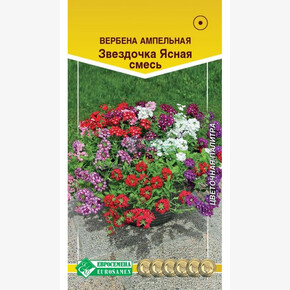 Вербена ЗВЕЗДОЧКА ЯСНАЯ, смесь 20 шт/ Евросемена