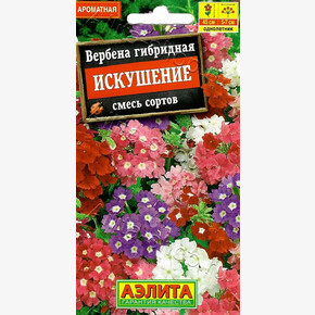 Вербена Искушение, смесь 40шт/ Аэлита