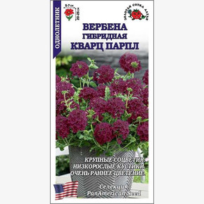 Вербена Кравц Парпл/ Сотка 5шт